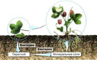 Роль бактерий в природе и жизни человека доклад, сообщение 5, 7 класс