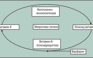 Витамин К2. Основные источники витамина, дефицит, избыток и его роль в организме человека
