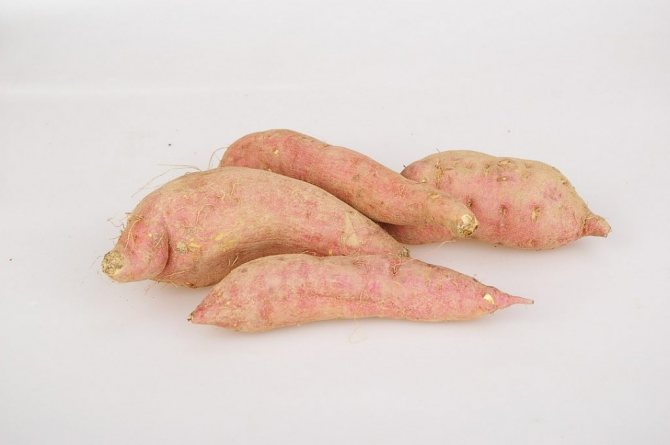 Батат
