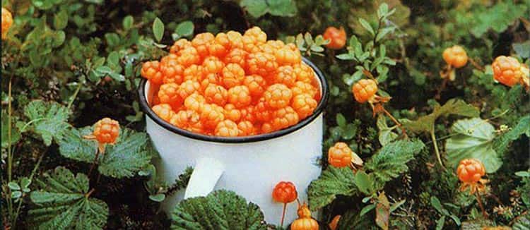 Как собирать ягоды морошки