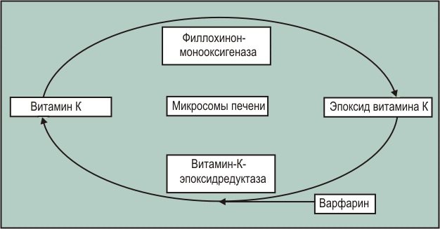 Витамин К2. Где содержится, в каких продуктах, препараты, для чего нужен организму